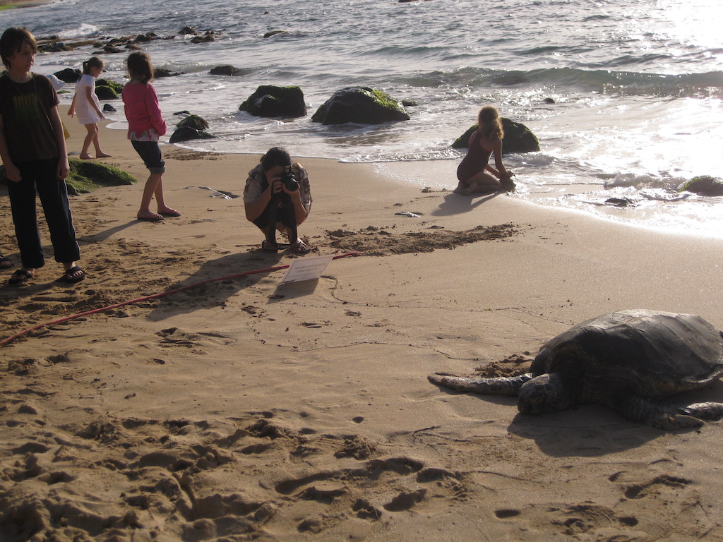 Laniakea Beach Sea Turtle