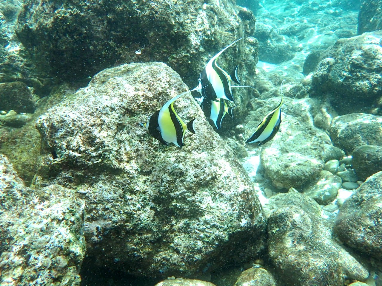 Snorkeling at Shark's Cove - Fish