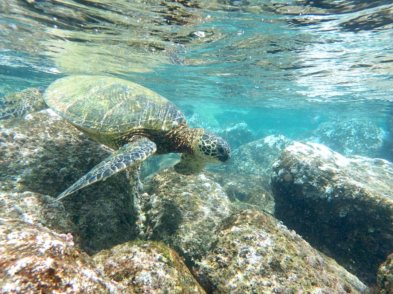 Snorkeling at Shark's Cove - Turtle