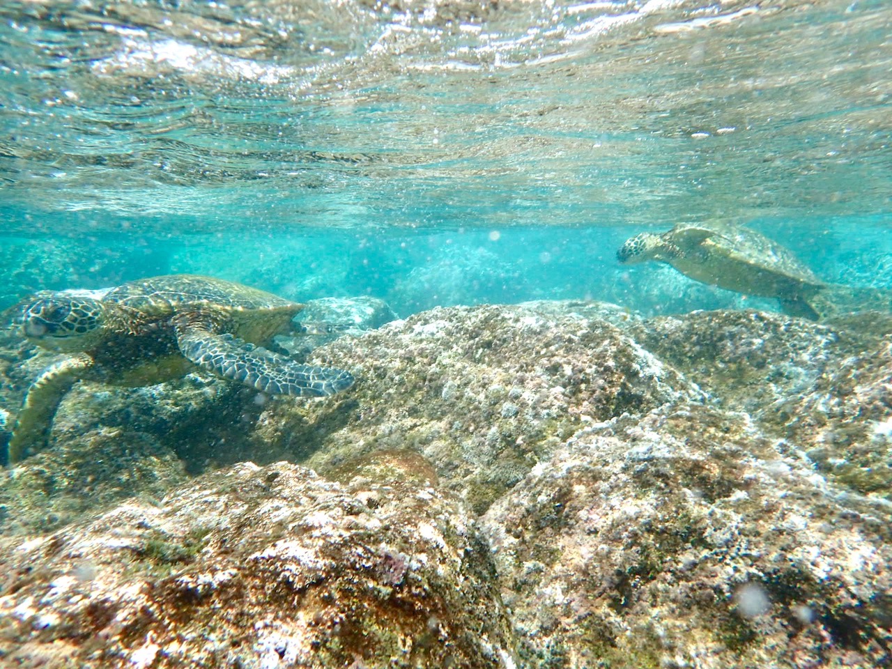 Snorkeling at Shark's Cove - Turtles